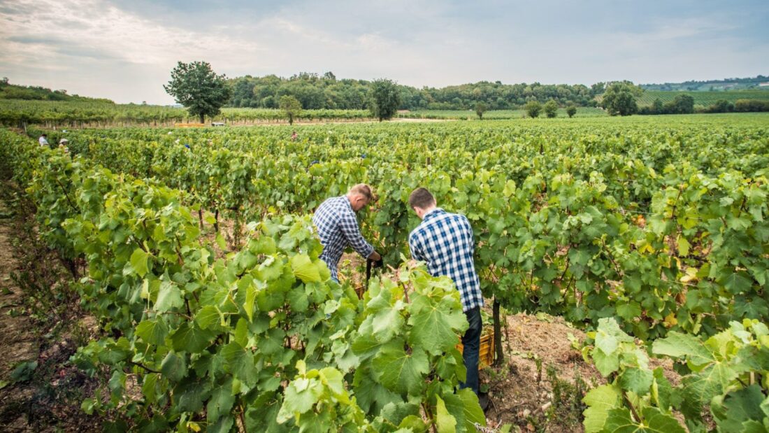 Il Contadino Invisibile. Il neoprotezionismo dei monopoli 2