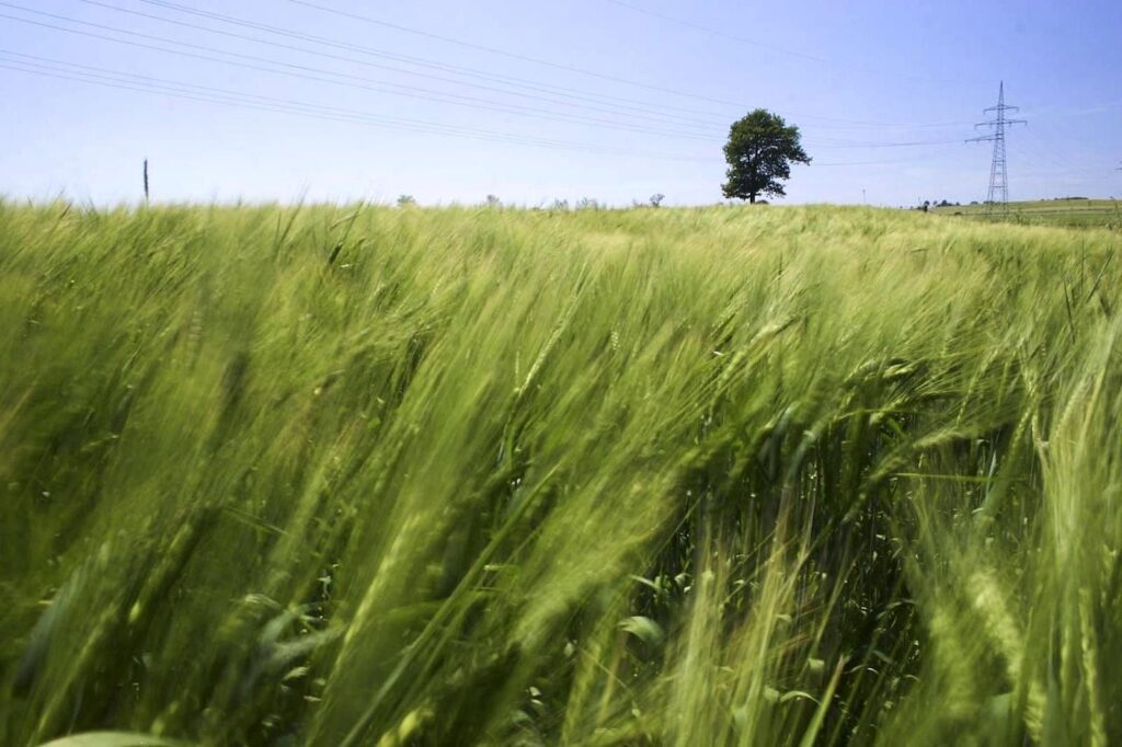 Il Parlamento Europeo chiede un’azione urgente sull’accesso alla terra e la sua concentrazione in Europa!