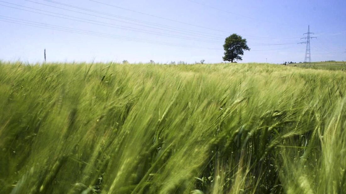 Il Parlamento Europeo chiede un’azione urgente sull’accesso alla terra e la sua concentrazione in Europa!