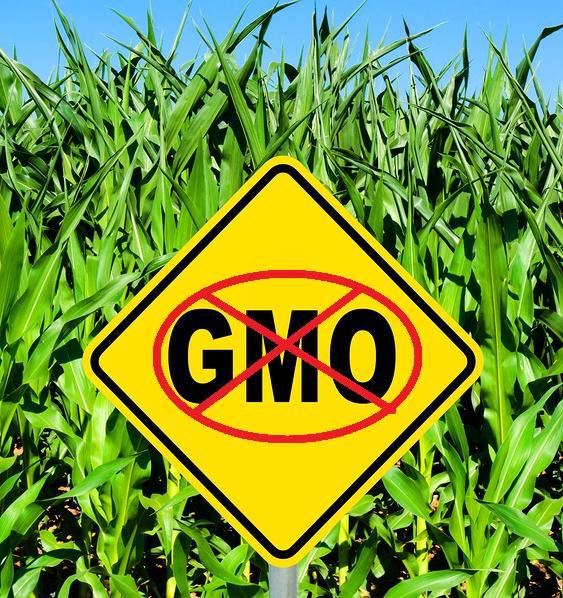 Le votazioni UE sull'approvazione di due nuovi OGM