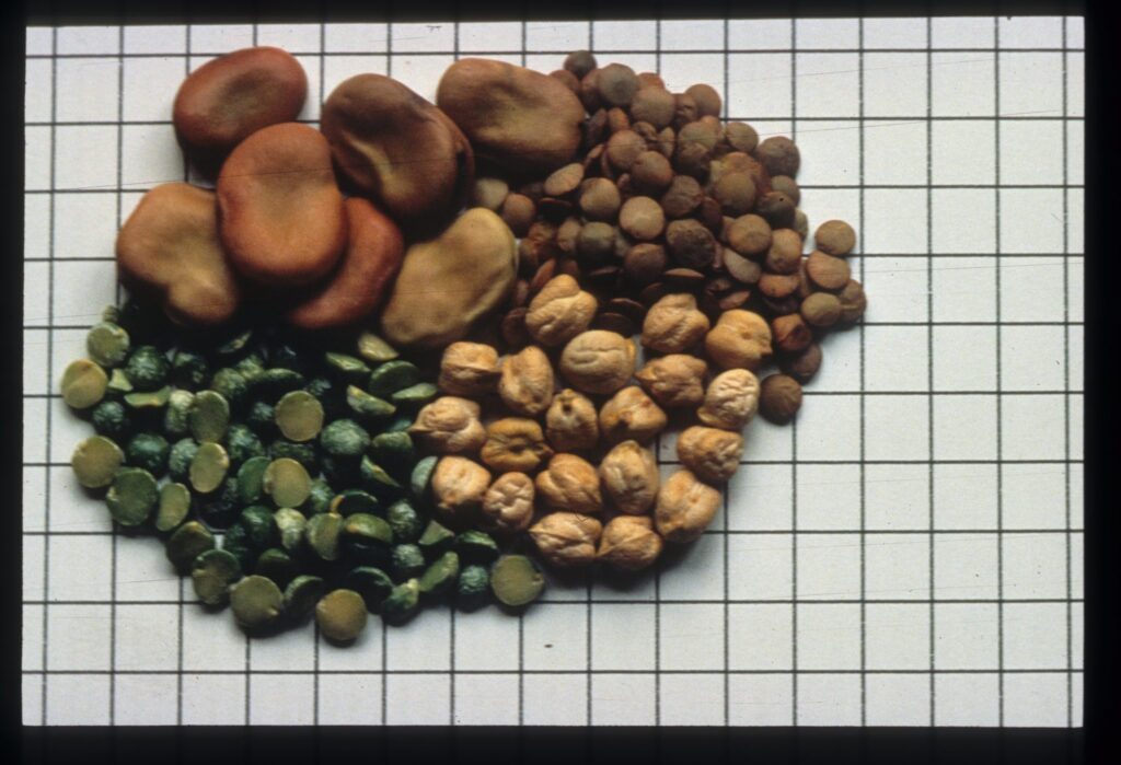 The Italian and European  Legal Framework for Farmers’ Seeds System:  Who Owns the Seeds?